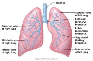 Illustration showing the anatomy of the lungs and bronchioles.
