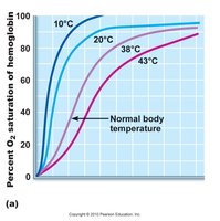 Graph showing the results from spirometry with the graph rising and falling as a person breathes.