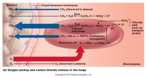 Diagram showing the partial gas pressures for oxygen and carbon dioxide in the lungs and in the tissues.