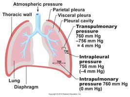 Illustration of a cross section through the chest showing the relationship of the chest wall and the lungs.