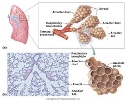 Illustration of the alveoli showing the different cells involved in the alveoli and how they interact with the capillaries to form the respiratory membrane.