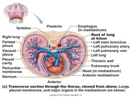 Diagram showing how surfactant will equalize the pressures in different sized alveoli.