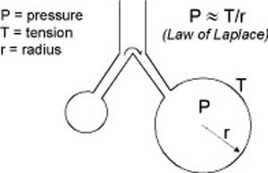 This illustration shows how in the lungs the oxygen will enter the blood and carbon dioxide will leave the blood and enter the air.