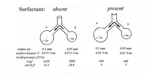 This diagram shows the control centers located in the pons and medulla.