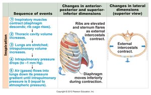 Diagram illustrating where atmospheric, pulmonary, and intrapleural pressures are found.