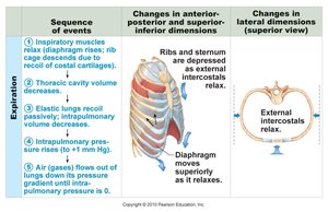 Diagram showing how the external intercostals lift the ribs up and out while to diaphragm pulls down to inhale.