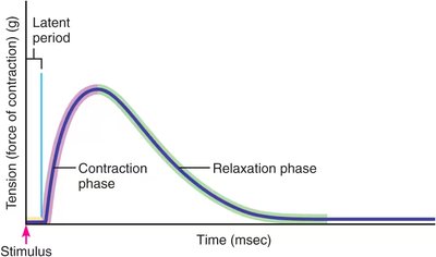 Phases of a muscle twitch: latent period, contraction phase, relaxation phase