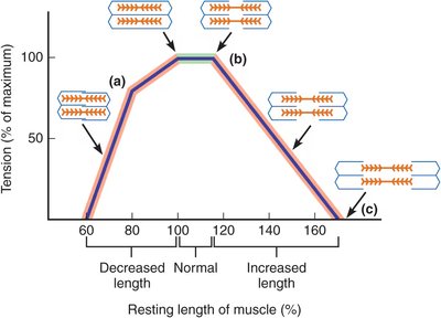 Length-tension curve for skeletal muscle