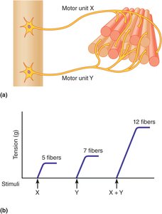 Recruitment of motor units and increase in muscle tension