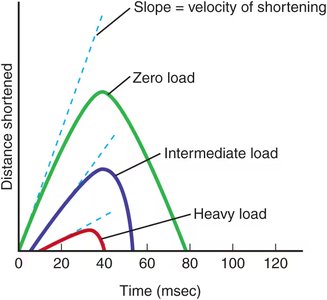 Effect of load on distance and velocity of muscle shortening