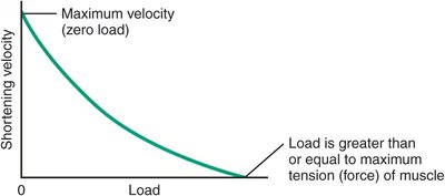 Load-velocity curve for muscle shortening