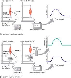 Isometric vs. isotonic muscle contraction experimental setup and force tracings