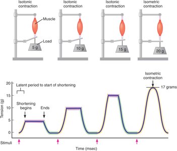 Effect of load on isotonic and isometric muscle contractions