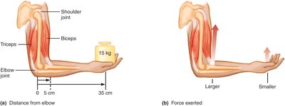 Lever arm system of the biceps and forearm