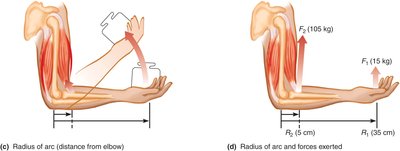 Work and force relationships in the lever system of the arm