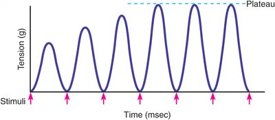 Treppe: stepwise increase in muscle tension with repeated stimuli