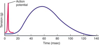 Duration of an isometric twitch relative to an action potential