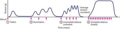 Summation and tetanus in muscle contraction