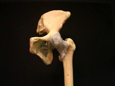 Hip joint with acetabulum and femur
