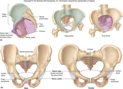 Comparison of male and female pelvis, pelvic inlet and outlet