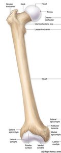 Femur proximal end with labeled features