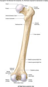 Femur posterior view with gluteal tuberosity and linea aspera