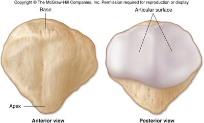 Patella anterior and posterior views