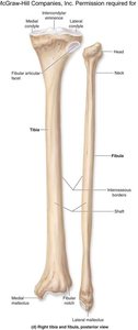 Tibia distal features