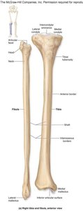 Fibula features