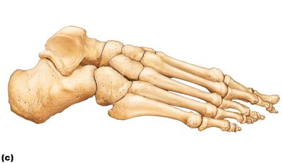 Bones of the right foot, lateral view