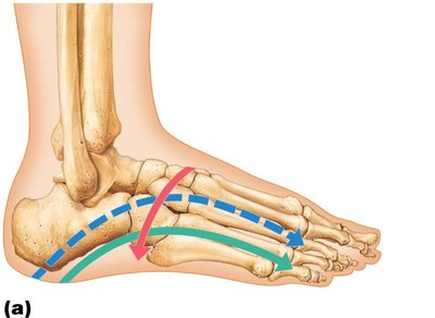 Medial, lateral, and transverse arches of the foot