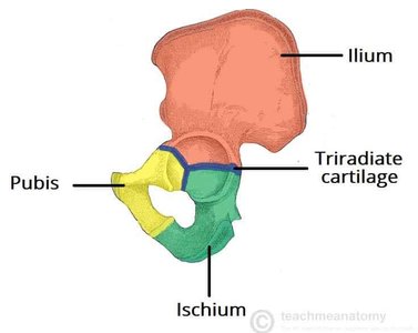 Coxal bone with triradiate cartilage in childhood