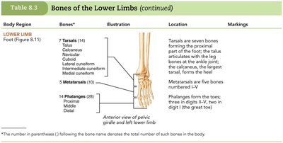 Table: Bones of the Lower Limbs, foot