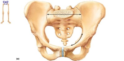 Bones of the pelvic girdle with labeled landmarks