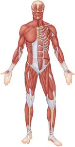 Anterior view of human musculature