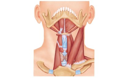 Muscles of the anterior neck and throat