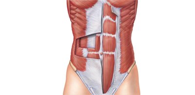 Muscles of the abdominal wall