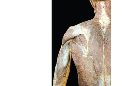 Superficial muscles of the thorax and shoulder