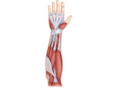 Muscles of the anterior forearm