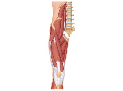 Anterior and medial muscles of the thigh and leg