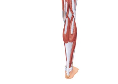 Superficial muscles of the posterior leg