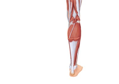 Deep muscles of the posterior leg