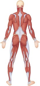 Posterior view of human musculature