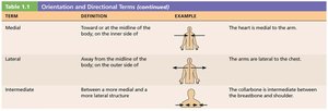 Orientation and Directional Terms Table (continued)