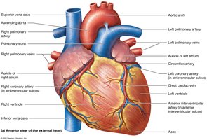Anterior view of the external heart with labeled structures