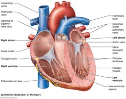 Anterior dissection of the heart showing internal structures