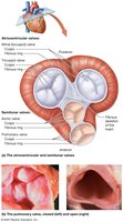 Diagram of heart valves