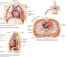 Anatomical diagrams showing the location and orientation of the heart in the thoracic cavity