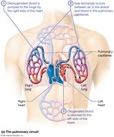 Diagram of the pulmonary circuit