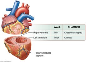 Diagram comparing the wall thickness and chamber shape of the right and left ventricles